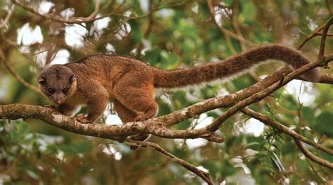  Olinguito: Mysteerinen metsän henki 11. vuosisadan Kolumbiassa?