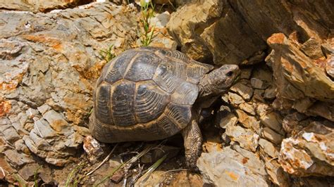  Why Did Tortoise Carry Tortoise-Shell? A Quirky Nigerian Tale about Ambition and Humility!