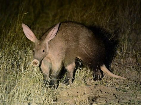  Aardvark's Predicament: A South African Folktale Exploring Greed and Consequence!