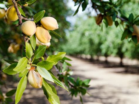 The Almond Tree – A Story of Love, Sacrifice, and a Talking Nut